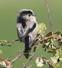 Aegithalos caudatus