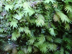 Fissidens dubius