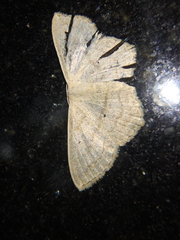 Scopula nigropunctata