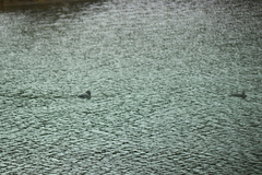 Tachyeres patachonicus