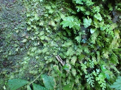 Fissidens dubius