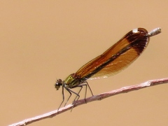 Calopteryx haemorrhoidalis
