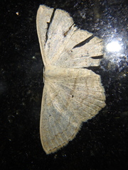 Scopula nigropunctata