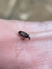 Glyptobaris lecontei