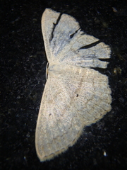 Scopula nigropunctata