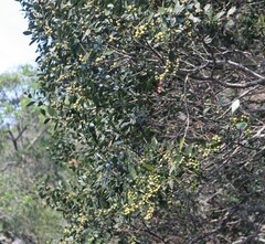 Robsonodendron eucleiforme