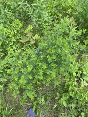 Baptisia tinctoria