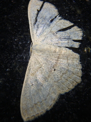 Scopula nigropunctata