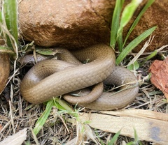 Duberria lutrix