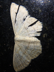 Scopula nigropunctata