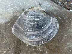 Truncilla truncata