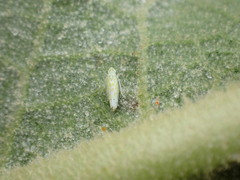 Micantulina stigmatipennis