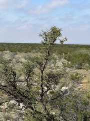Koeberlinia spinosa