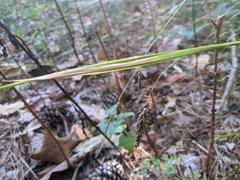 Carex cherokeensis