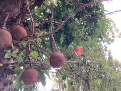 Couroupita guianensis
