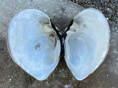 Truncilla truncata