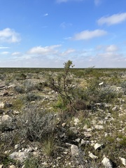 Koeberlinia spinosa