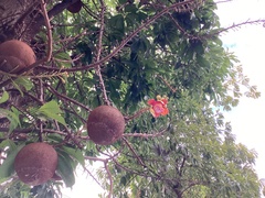 Couroupita guianensis