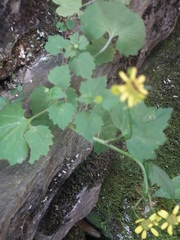 Sinosenecio oldhamianus