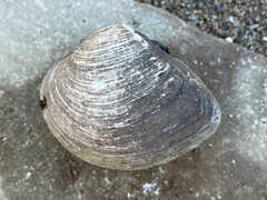 Truncilla truncata