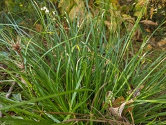 Carex cherokeensis