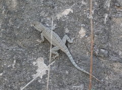 Sceloporus merriami