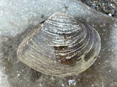 Truncilla truncata