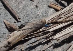 Argia apicalis