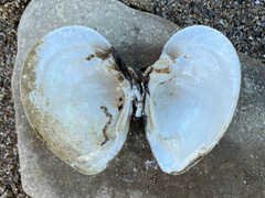 Truncilla truncata