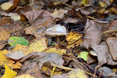 Rhodocollybia asema