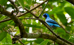 Cotinga amabilis