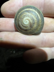 Caracolus marginella