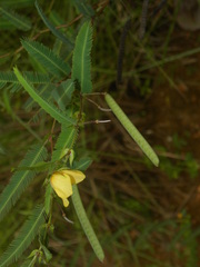 Chamaecrista flexuosa
