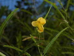 Chamaecrista flexuosa