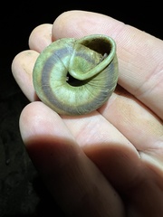 Caracolus marginella