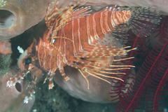 Pterois paucispinula