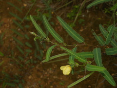 Chamaecrista flexuosa