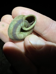 Caracolus marginella