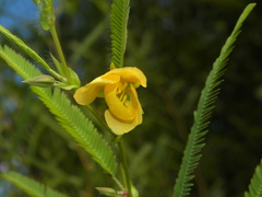 Chamaecrista flexuosa