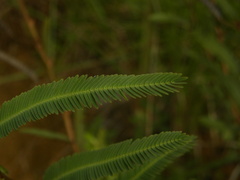 Chamaecrista flexuosa