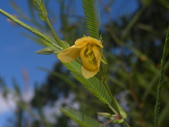 Chamaecrista flexuosa