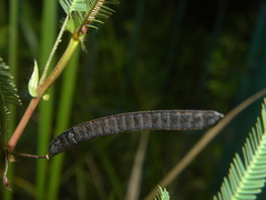 Chamaecrista flexuosa