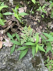 Botrypus virginianus