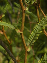 Chamaecrista flexuosa