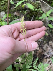 Botrypus virginianus
