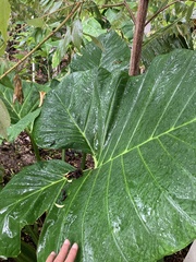 Xanthosoma