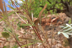 Grevillea refracta