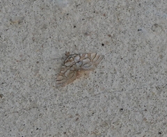 Pseudopyrausta santatalis