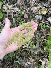 Adiantum pedatum