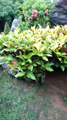 Codiaeum variegatum pictum